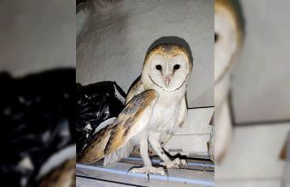 Konya’da kanadı kırık bayağı peçeli baykuş...