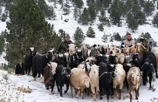 Konya’da yaylada yoğun kardan mahsur kalan besiciler...