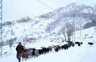 Küçükbaş hayvanların kar üzerindeki zorlu yolculuğu