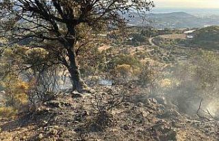Kumluca’da 20 hektar ormanlık alan yangında zarar...