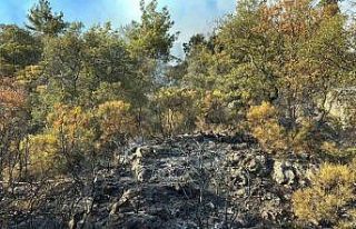 Kumluca’daki orman yangını kısmen kontrol alına...