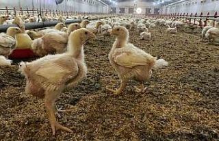 Kuş gribine karşı uzman uyarısı