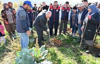 Lezzetiyle meşhur Çakır havucunda hasat başladı