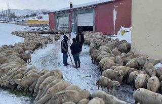 Mahsur kalan koyunlara ve çobanlara başkan sahip...