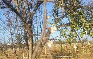 Manisa’da erik ağacı çiçek açtı