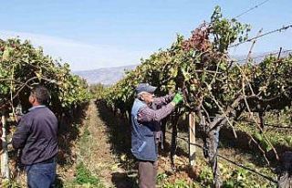 Manisa’nın bağlarında hasat devam ederken budama...