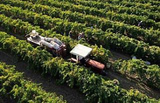 Manisa’nın Sultaniye üzümü ihracatta yüz güldürdü