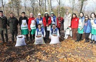 Manyas’ta 200 kilo kayın tohumu toprakla buluştu