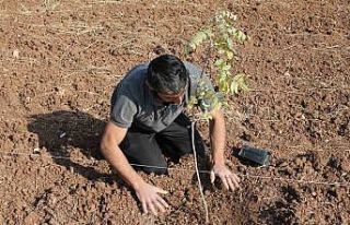 Mardin’de fıstık ağaçları toprakla buluşturuldu