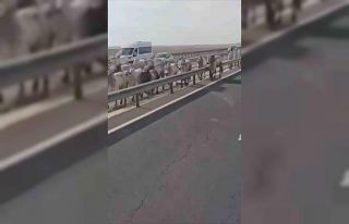 Mardin’de kaza yapan tırdaki büyükbaş hayvanlar...