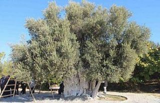 Mersin’de bin 300 yıllık zeytin ağacından hasat...