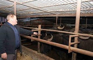 Metin: “1980’lerde manda sayısı yaklaşık 1...