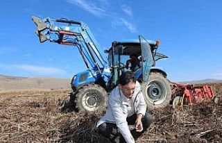 Mor patateste hasat zaman