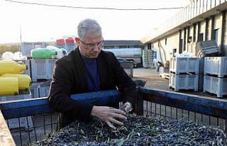 Mudanya Belediyesi zeytinde kendi markasını kuracak
