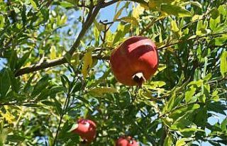Muğla Nar üretiminde Türkiye ikincisi