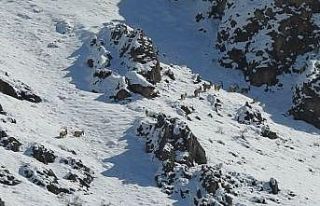 Munzur Dağlarında göç yoluna koyulan yaban keçileri...