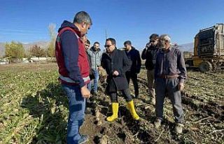 Muradiye’de şeker pancarı hasadı başladı