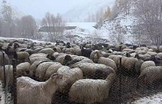 Muş’ta kar yağışı etkili oldu