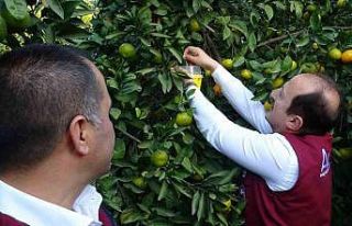 Narenciyenin başkentinde zararlıya karşı biyolojik...