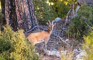 Nesli tükenme tehlikesindeki yaban keçileri, Isparta’nın...