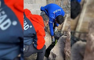 Nevşehir’de 25 metrelik kuyuya düşen kediyi AFAD...