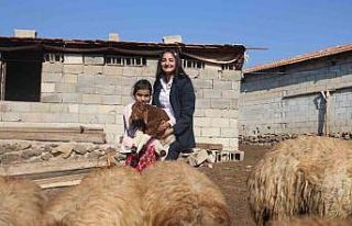 Öğrencilerine ödev olarak inek sağdıran ve kuzuları...