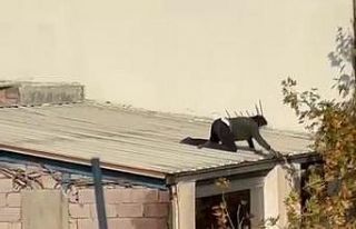 Olukları temizleyen kadın yürekleri ağza getirdi