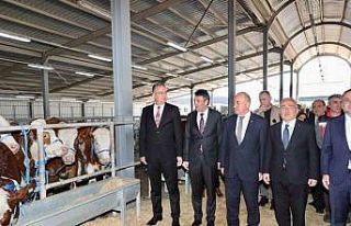 Ordu’da üreticilere gebe düve dağıtımı gerçekleştirildi