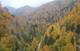 Ormanlarda renk cümbüşü mest etti