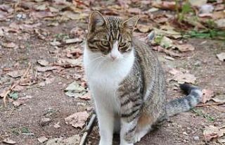 (ÖZEL) Belinden ağaca iple asılan kediyi vatandaşlar...