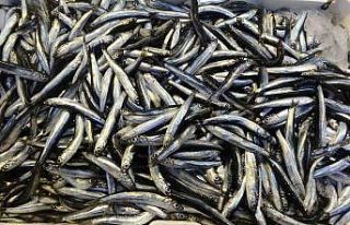 Palamut ve hamsi arasındaki ihracat rakamları şaşırttı