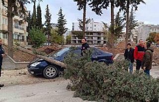 Park halindeki otomobilin üzerine ağaç devrildi