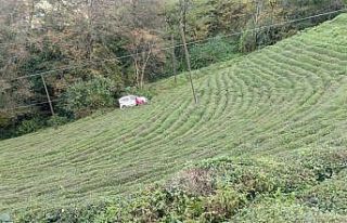 Rize’de araç çay bahçesine yuvarlandı