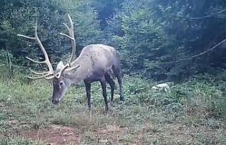 Samanlı Dağları’na salınan kızıl geyikler...