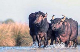 Samsun, manda varlığında Türkiye’de 1. sırada