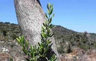 Samsun’da 11 hektarlık alanda yabani zeytin aşılaması...