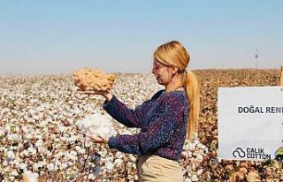 Şanlıurfa’da doğal renkli pamuğun hasadı başladı