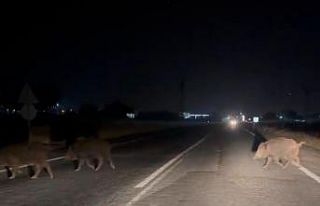 Şanlıurfa’da domuz sürüsü şehir merkezine...