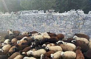 Sarıkamış’ta maskeli hırsızlar tarafından...