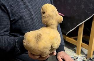 Satın aldığı patates çuvalında ördeğe benzer...