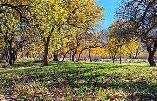 Siirt Zarova Çayı’nda renk cümbüşü