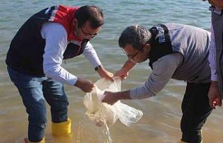 Siirt’te 2 milyon balık yavrusu baraj göllerine...