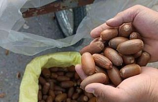 Siirt’te kestane yerine “meşe palamudu” tezgahta...