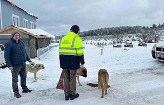 Sinop’ta evcil ve yabani hayvanlara yem desteği