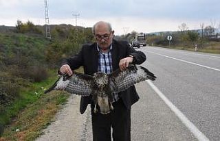 Sinop’ta otomobile çarpan atmaca telef oldu