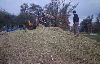 Sinop’ta silajlık mısır hasadı sona erdi