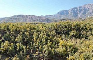 Şırnak’ta meşe ağaçları yaprak dökmeye başladı