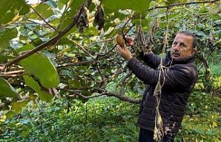 Sis Dağı eteklerinde kivi hasadı başladı