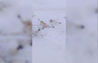 Sivas’ta karda mahsur kalan onlarca koyun telef...