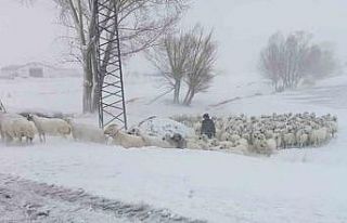 Sivas’ta sürüsü ile mahsur kalan çobanı Özel...